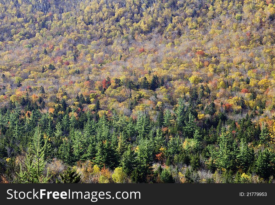 White Mountains in the autumn