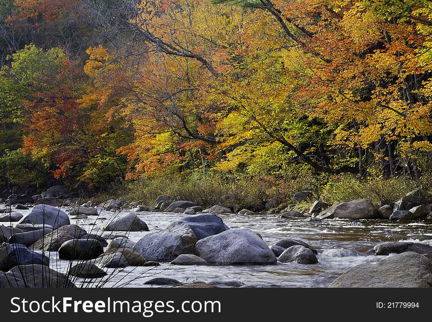 White Mountains forest in the autumn, New Hampshire