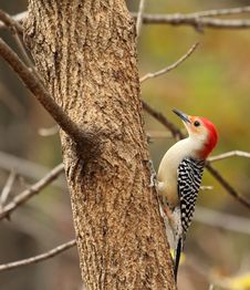 Red-bellied Woodpecker, Perched Royalty Free Stock Photo Red-bellied Woodpecker, Perched Royalty Free Stock Photo