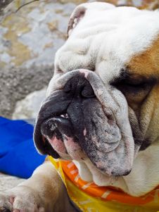 English Bulldog Sleep Stock Photo English Bulldog Sleep Stock Photo