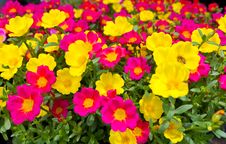 Many Small Flowers. Stock Images Many Small Flowers. Stock Images
