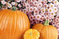 Pumpkins And Chyrsanthemums Stock Photography Pumpkins And Chyrsanthemums Stock Photography