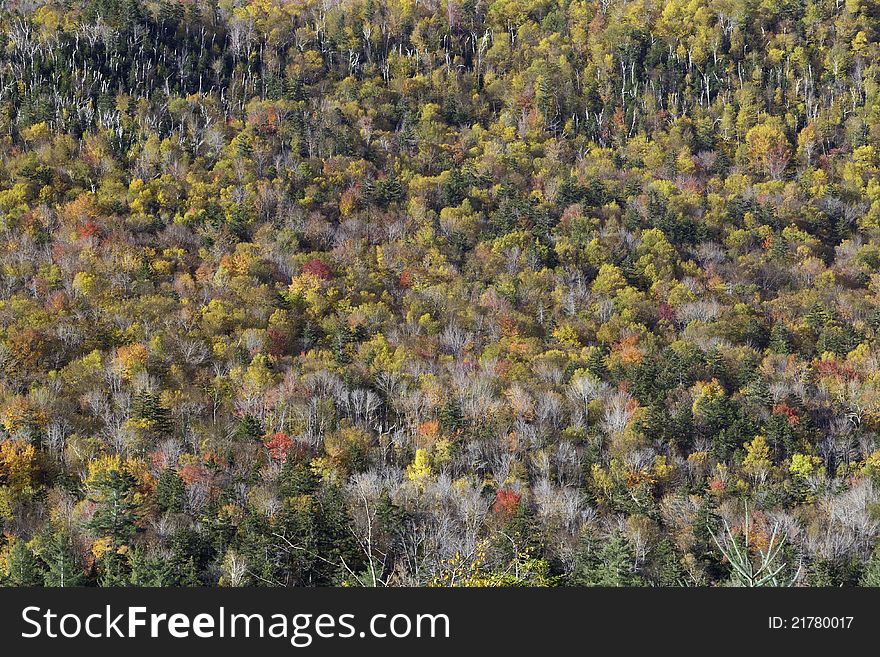 White Mountains in the fall