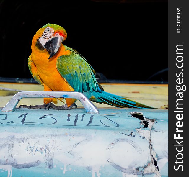 Colorful Parrot Close Up