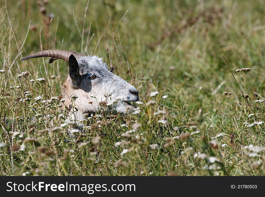 Goat hide in the tall grass