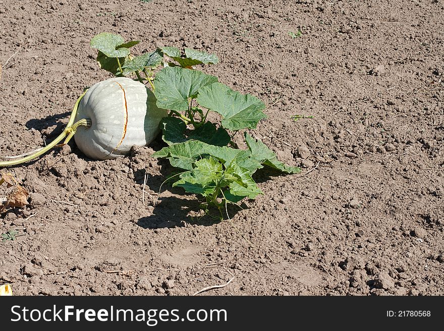 A large pumpkin in the field