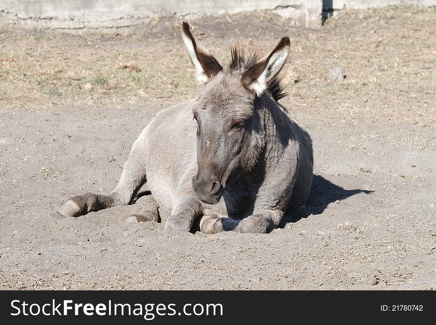 Donkey Resting