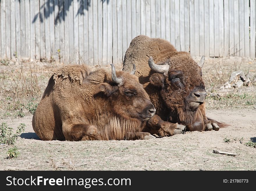 A pair of buffalo resting