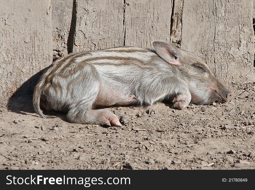 Sleep a little wild pig