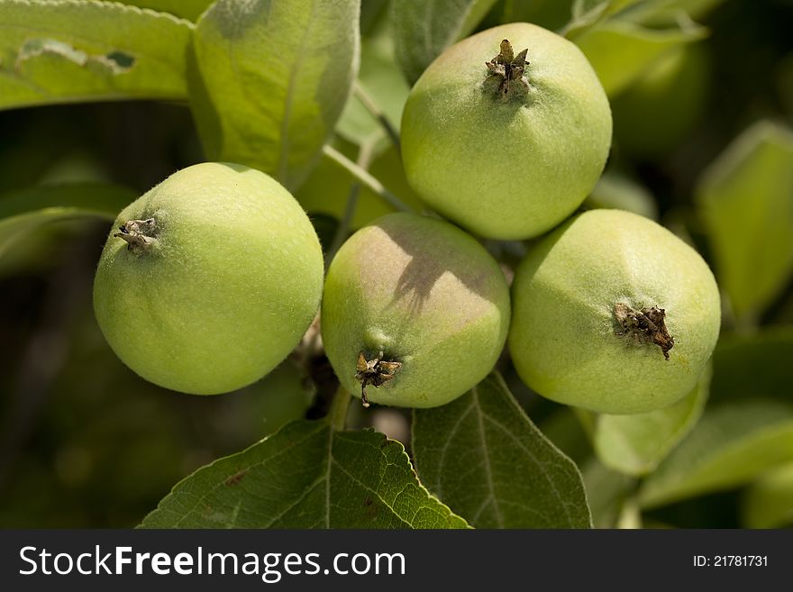 Green unripe apple on branch apple-tree