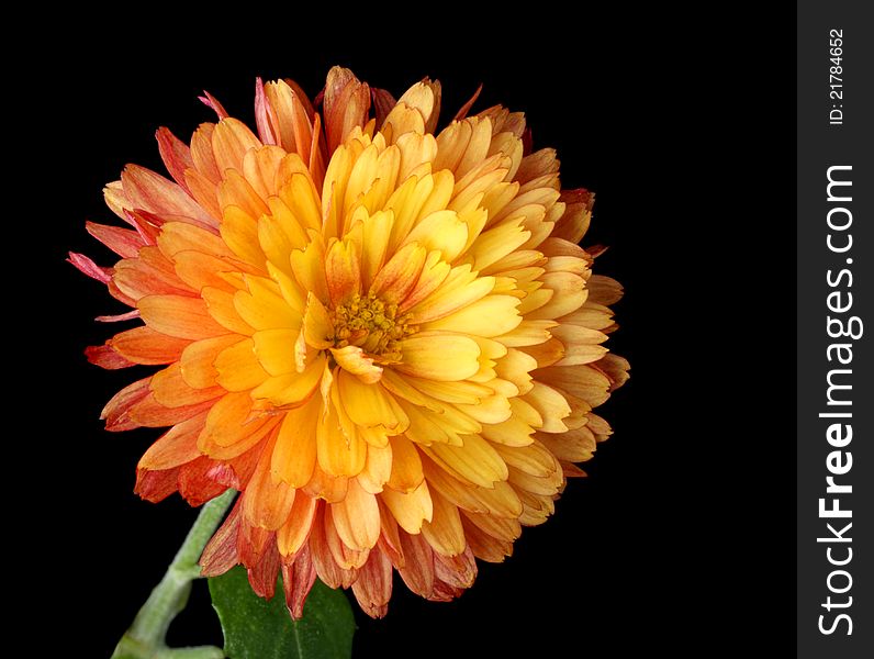 Orange mum isolated on a black background