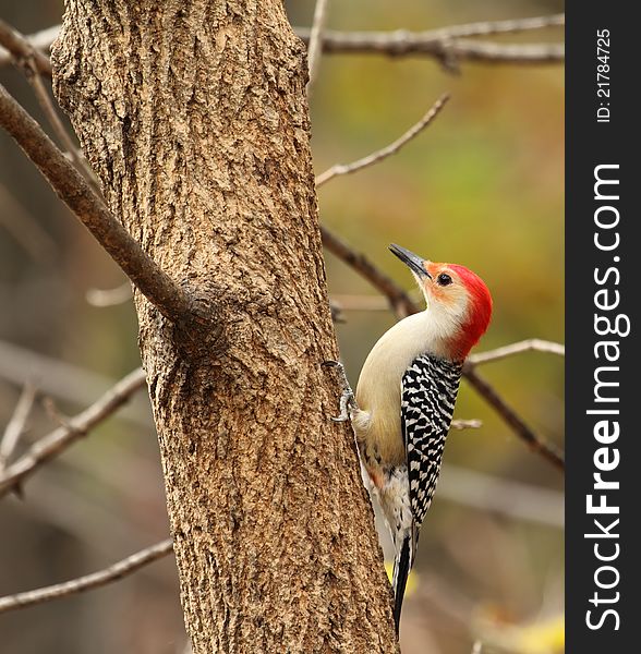 Red-bellied woodpecker, Melanerpes carolinus, perched on a tree. Red-bellied woodpecker, Melanerpes carolinus, perched on a tree