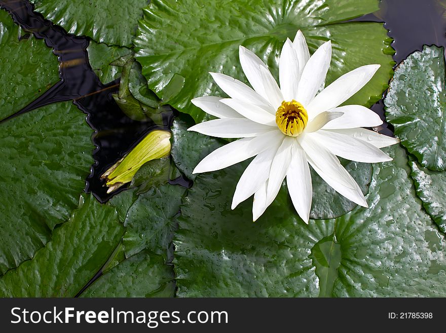 White lotus grows