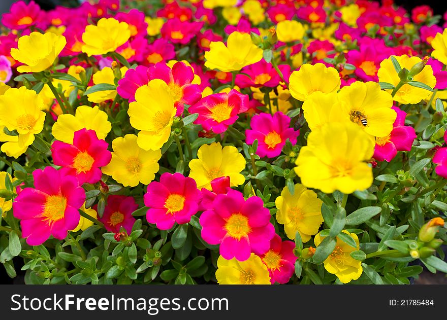 Many small flowers.