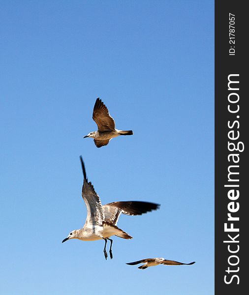 Seagulls flying on beautiful blue sky