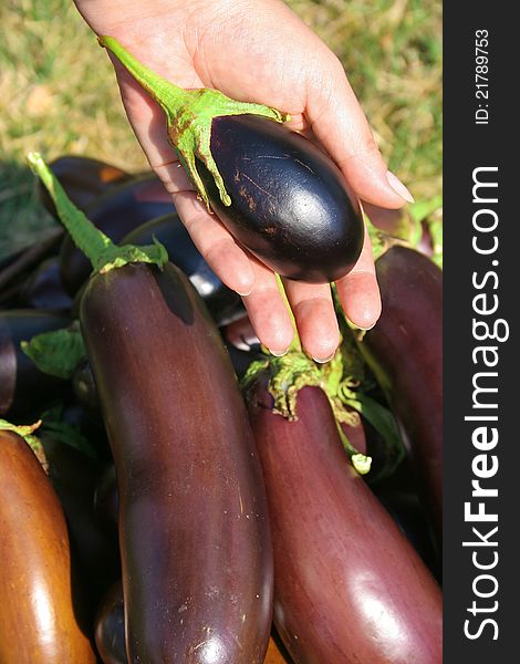 A small egg-plant in a hand