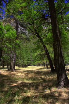 Half Dome Mountain Peaking In The Trees In Yosemite Stock Photos Half Dome Mountain Peaking In The Trees In Yosemite Stock Photos