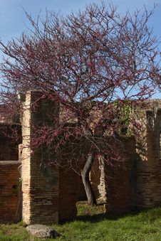 Ostia Antica S Ruins And Tree Royalty Free Stock Images Ostia Antica S Ruins And Tree Royalty Free Stock Images