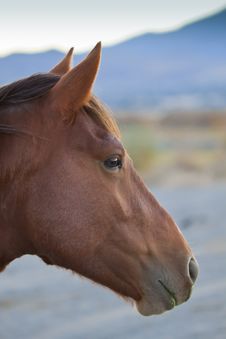 Wild Horse Profile Royalty Free Stock Photography