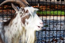 Light Goat Stock Photos Light Goat Stock Photos