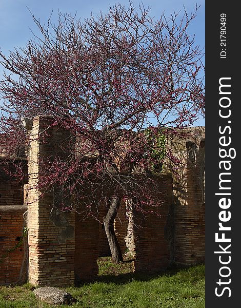 Ostia antica's ruins and tree
