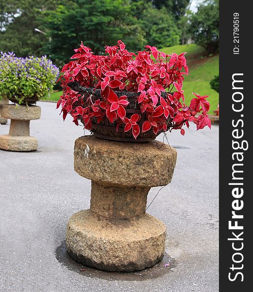 Red plant in ornamental bucket. Red plant in ornamental bucket