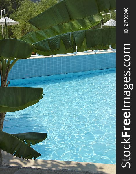 Luxury swimming pool surrounded by exotic hot weather plants. Luxury swimming pool surrounded by exotic hot weather plants