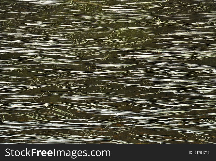 Reeds floating gently atop Bear Lake at Rocky Mountiain National Park. Reeds floating gently atop Bear Lake at Rocky Mountiain National Park