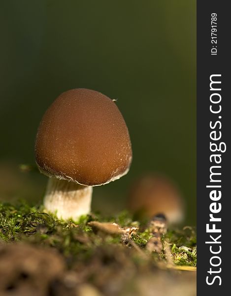 Small, brown, fall mushrooms on stump growing spreading