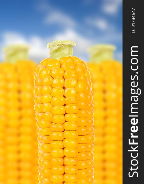 Corn on the cobs over blue sky background. Corn on the cobs over blue sky background