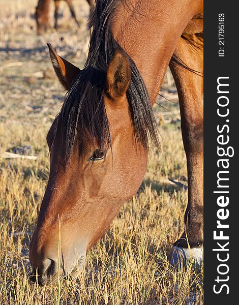 Wild Mustang Horses in Field Grazing in Afternoon Light, Virginia City Foothills, Nevada. Wild Mustang Horses in Field Grazing in Afternoon Light, Virginia City Foothills, Nevada