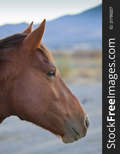 Wild Mustang Horses in Field Grazing in Afternoon Light, Virginia City Foothills, Nevada. Wild Mustang Horses in Field Grazing in Afternoon Light, Virginia City Foothills, Nevada