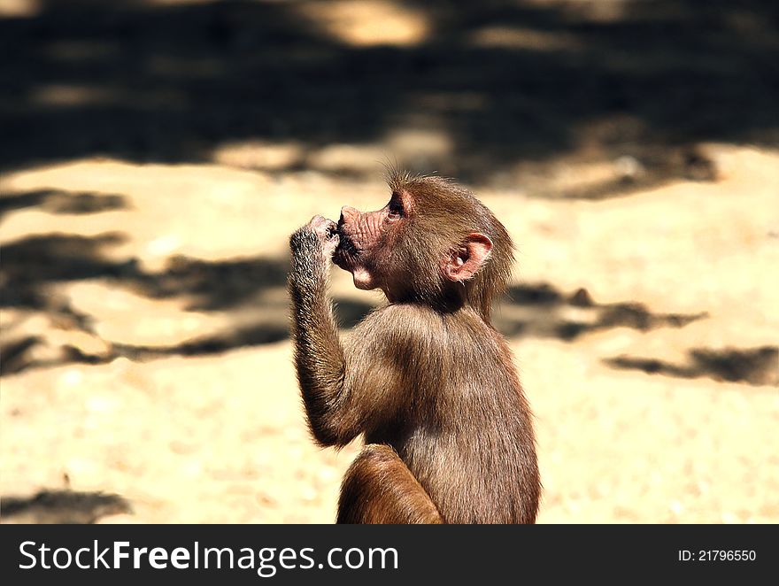 One young cute Hamadryas baboon outdoors. One young cute Hamadryas baboon outdoors