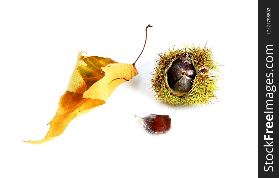 Edible chestnut and dry leaf over white