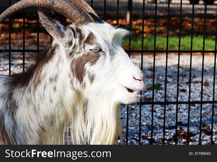 One goat outdoors close up. One goat outdoors close up