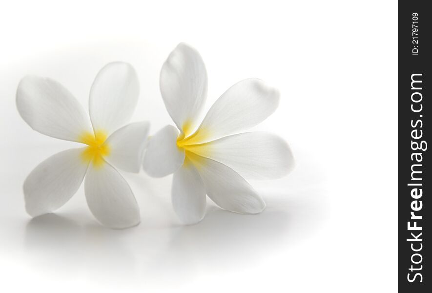 Plumeria on the white background