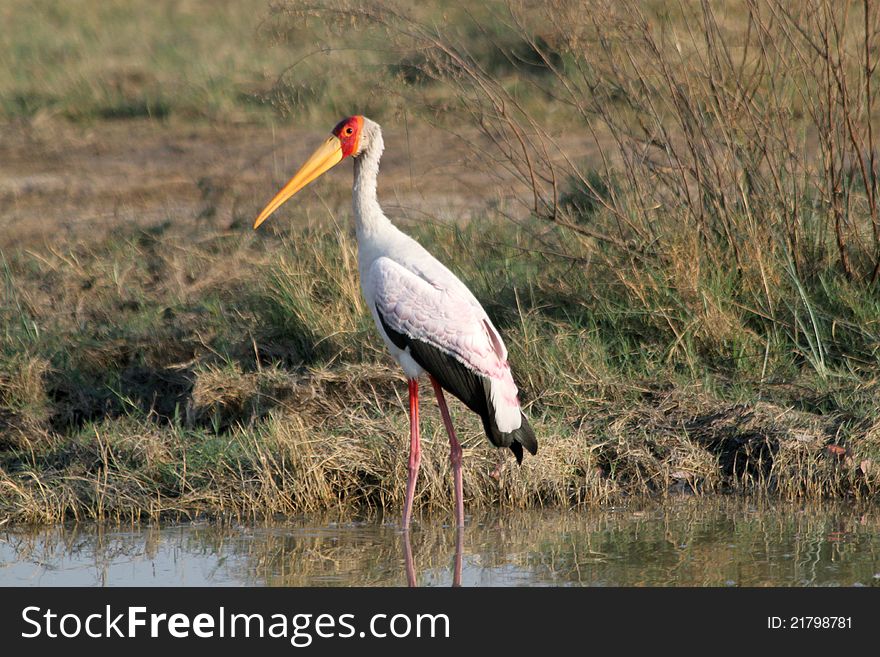 Wading yellow billed stork in Botswana. Wading yellow billed stork in Botswana