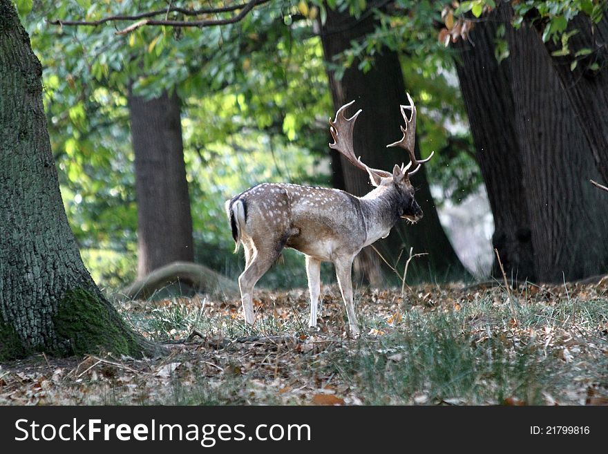 Deer in forest during Autumn. Deer in forest during Autumn