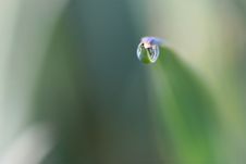 Macro Of Drop Royalty Free Stock Photos Macro Of Drop Royalty Free Stock Photos