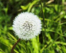 Blowball Stock Images
