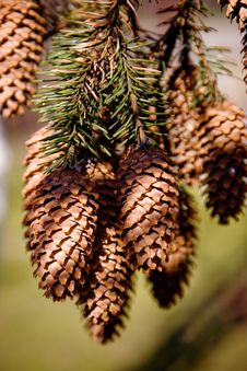 Cones On The Branch Royalty Free Stock Images