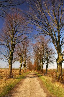 Path With Tree Royalty Free Stock Photos Path With Tree Royalty Free Stock Photos