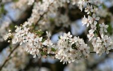 Blooming Flowers Stock Image Blooming Flowers Stock Image