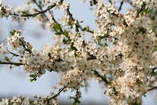 Blooming Flowers Stock Photography Blooming Flowers Stock Photography
