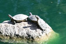 Turtles On A Rock Stock Image
