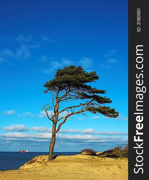 Pine on dune top and ship in background