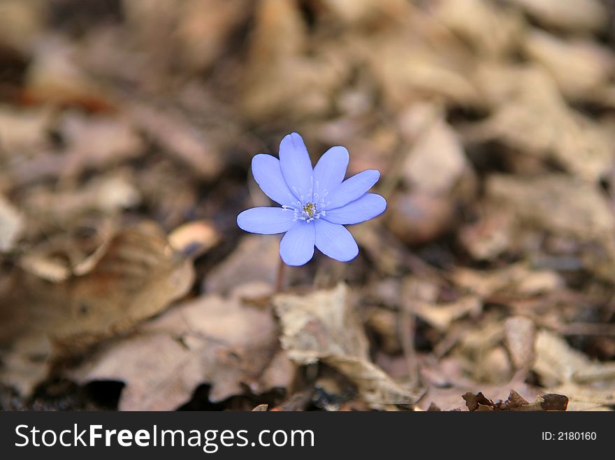 Blue flower in spring forest. Blue flower in spring forest