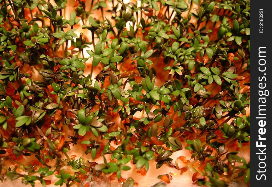Cress for four days, 3rd day. Cress for four days, 3rd day