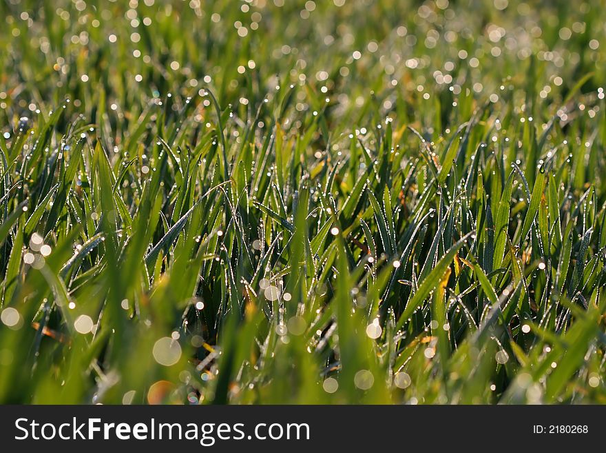 Morning dew on grass on the field