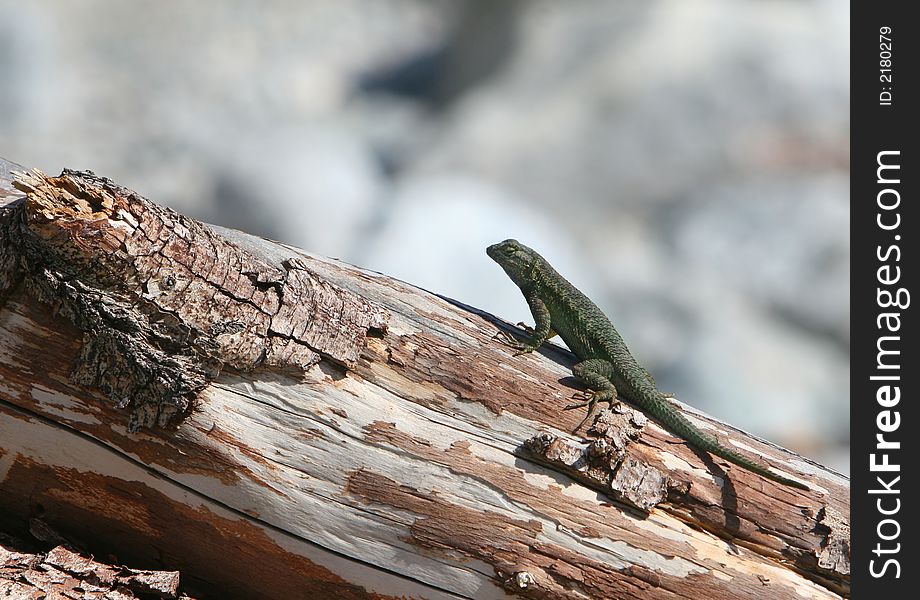 A green lizard resting on a log